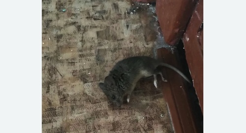 Дезинфекция от мышей в Няндоме