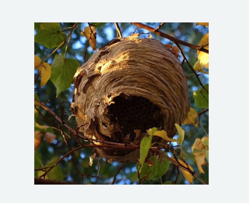 Обработка от шершней в Няндоме