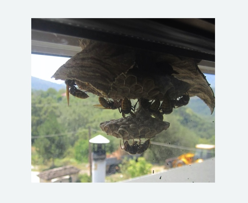 Уничтожение гнёзд шершней в Няндоме