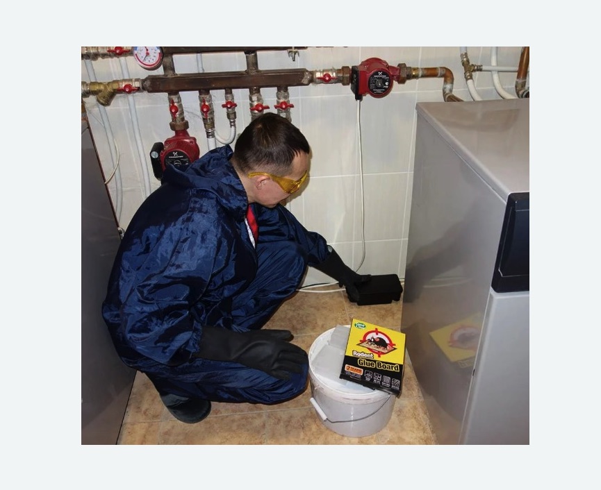 Уничтожение крыс Уничтожение крыс в Няндоме