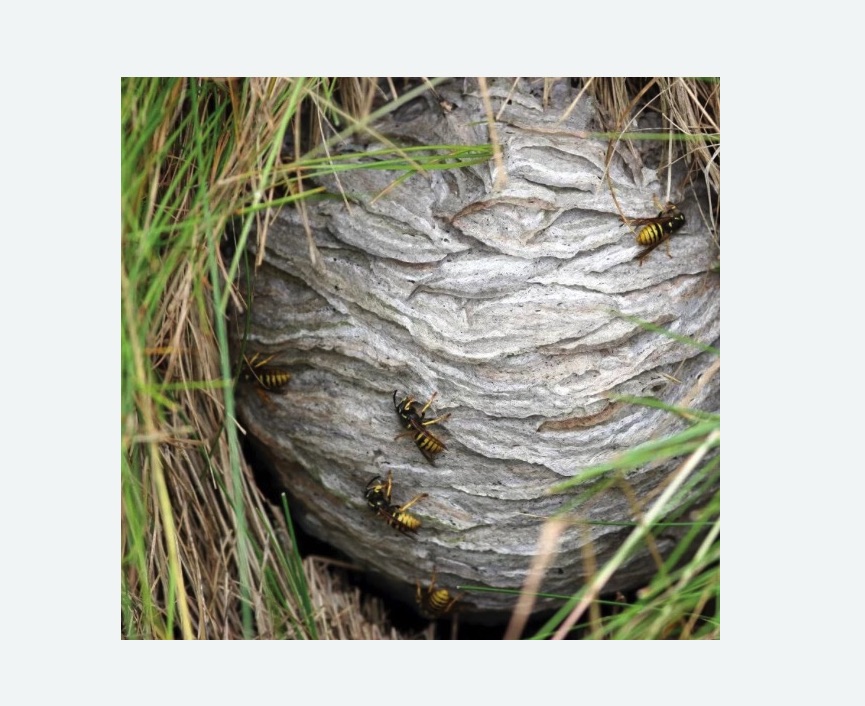 Уничтожение ос и ульев Уничтожение ос и ульев в Няндоме